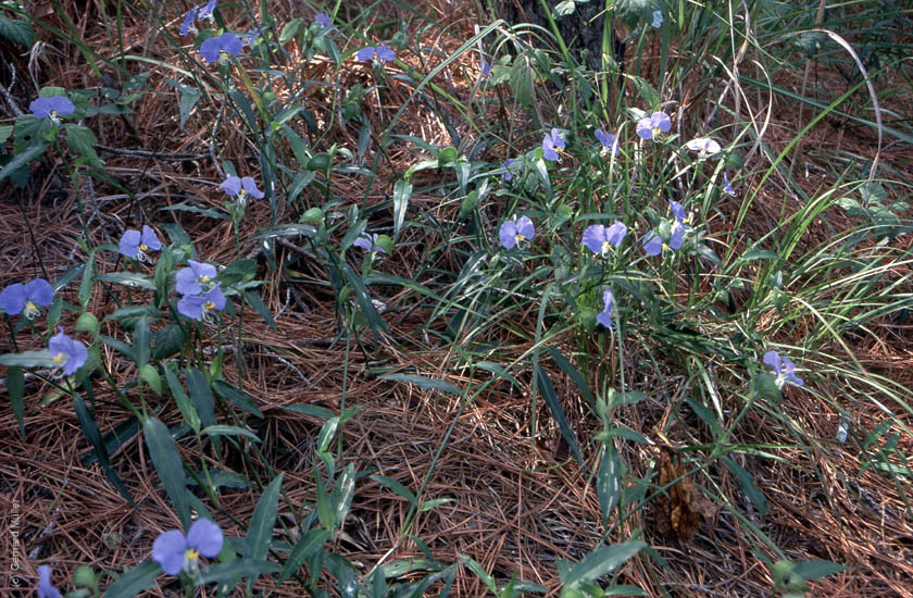 Atlanta1996_068