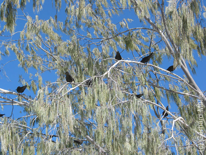 Heron-050