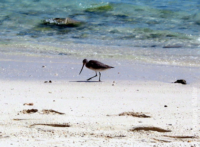 Heron-063