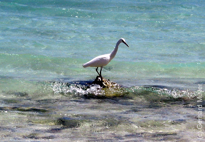 Heron-064