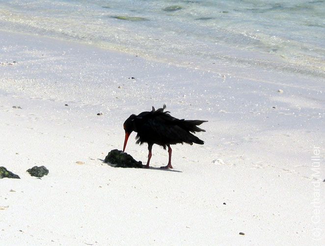 Heron-065
