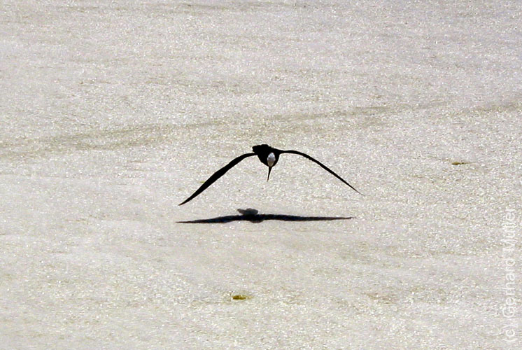 Heron-066