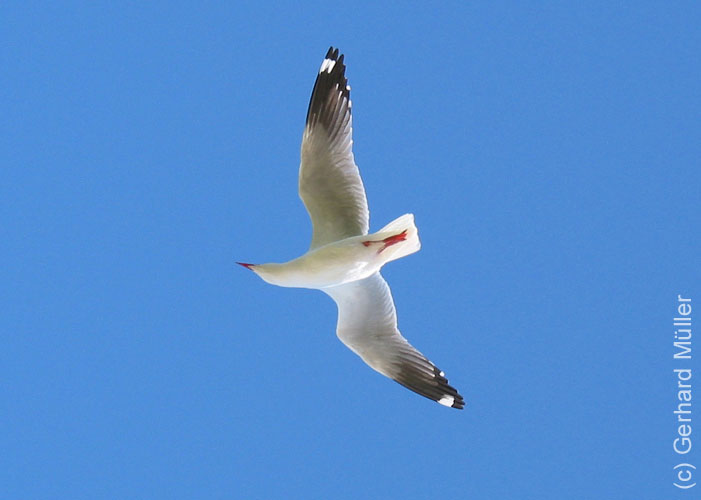 Heron-069