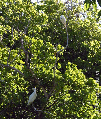 Heron-070