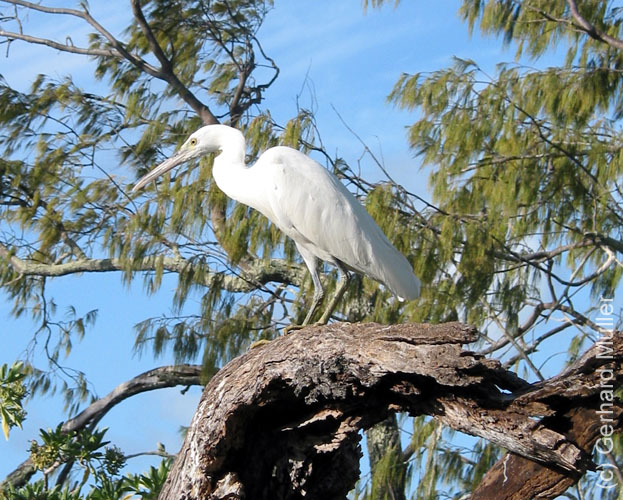 Heron-071
