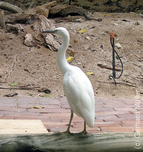 Heron-071a