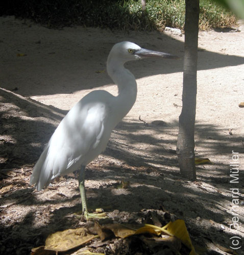 Heron-072
