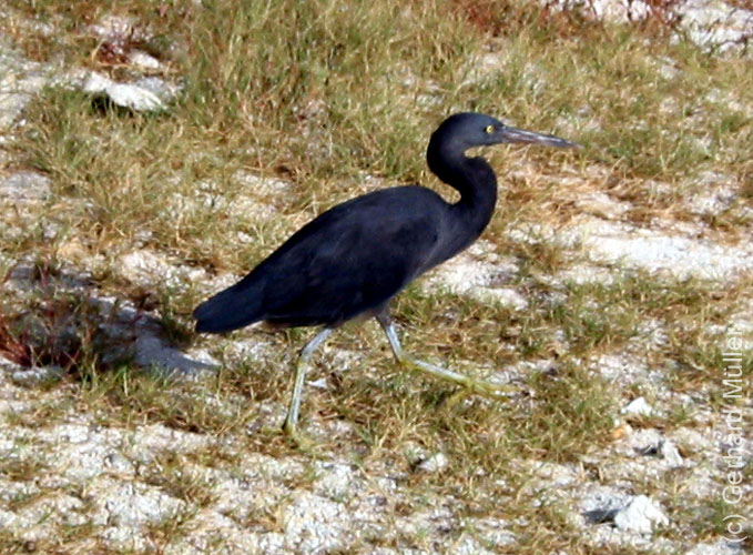 Heron-073