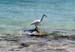 Heron-064
