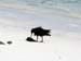 Heron-065