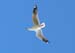 Heron-069