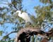 Heron-071