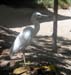 Heron-072