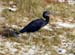 Heron-073