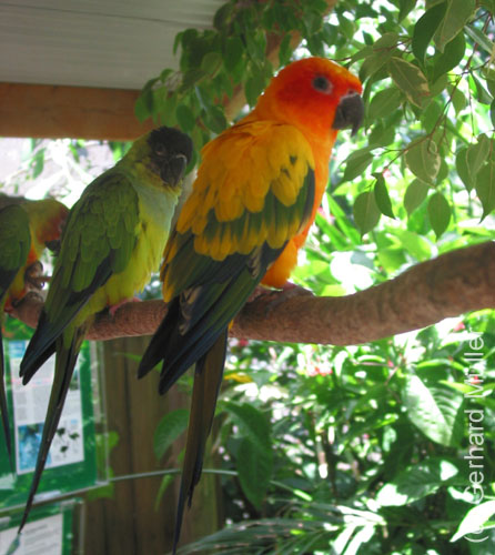 Cairns-023