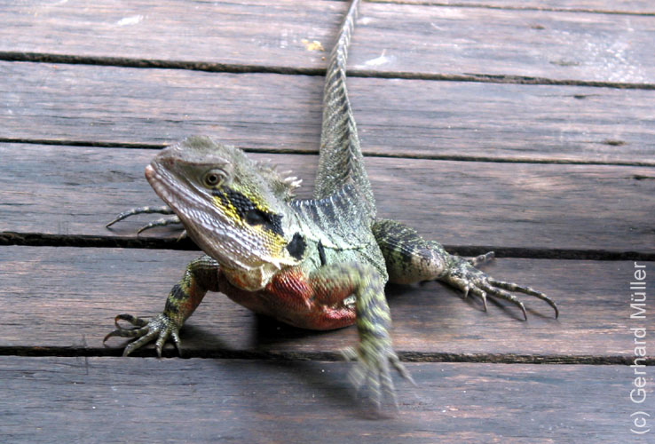 Cairns-028