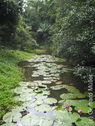 Cairns-030