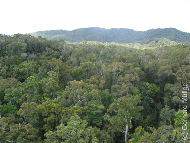 Cairns-037