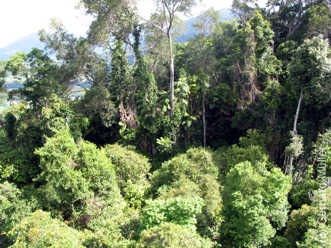 Cairns-041