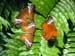 Cairns-022