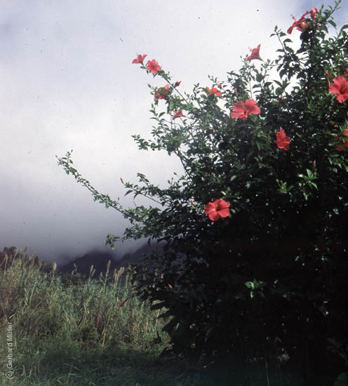 Azoren-183a