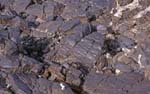 1_CapVerde_1994_Praia_070