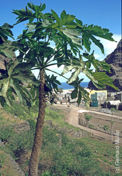 4_CapVerde_1994_Santo Antao_013