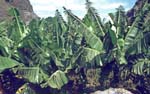 4_CapVerde_1994_Santo Antao_023