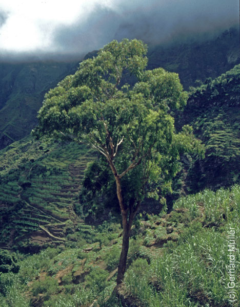 6_CapVerde_1994_Cova-Krater_015