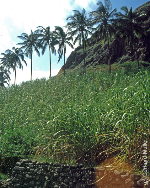 6_CapVerde_1994_Cova-Krater_034