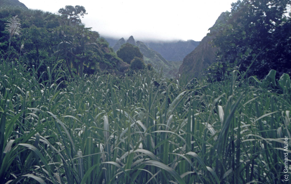 6_CapVerde_1994_Cova-Krater_039