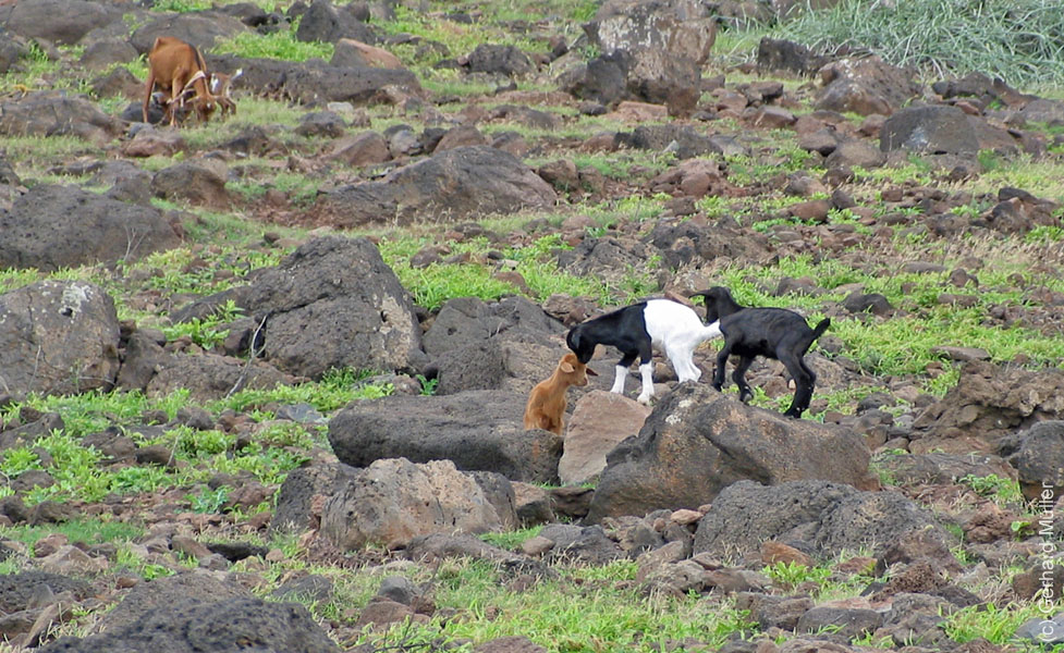 CapVerde_2003_0076