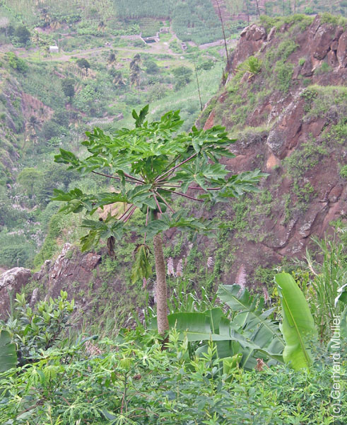 CapVerde_2003_0095