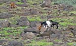 CapVerde_2003_0076