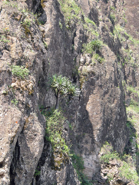 CapVerde_2003_0163
