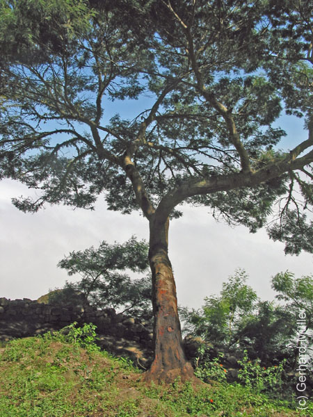 CapVerde_2003_0174