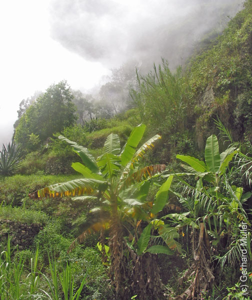 CapVerde_2003_0182