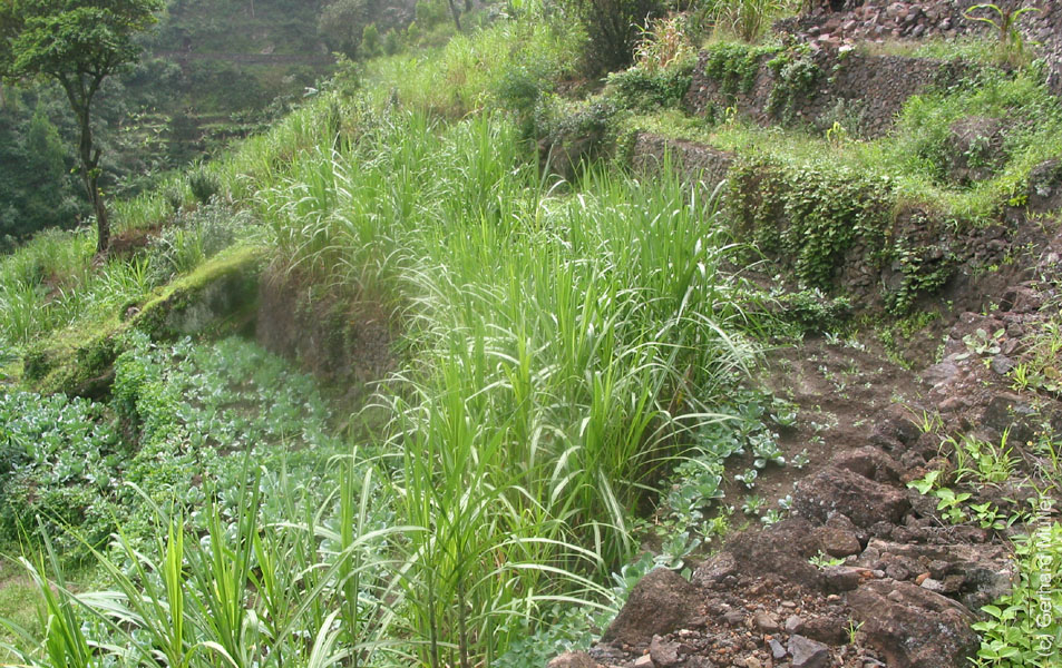 CapVerde_2003_0185