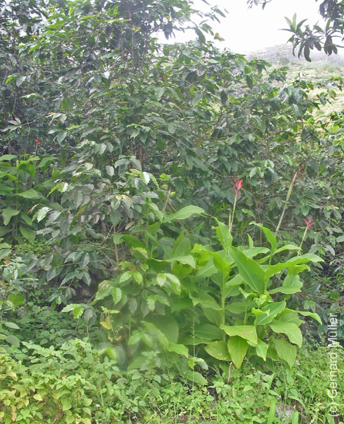 CapVerde_2003_0193