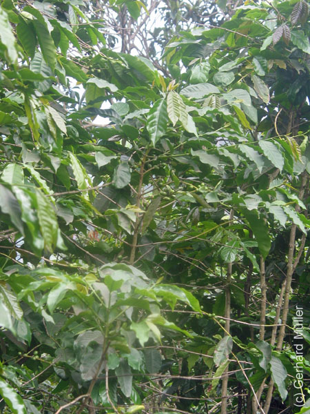 CapVerde_2003_0194