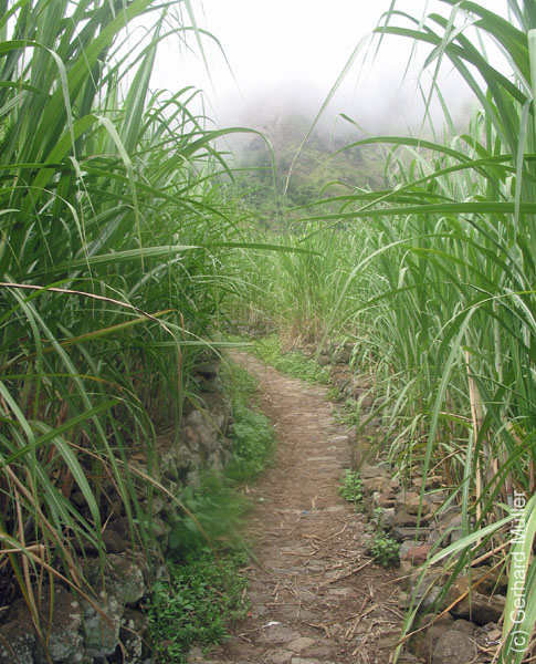 CapVerde_2003_0197