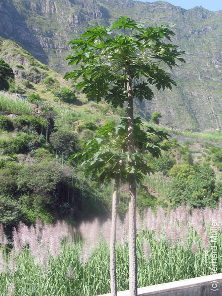 CapVerde_2003_0217