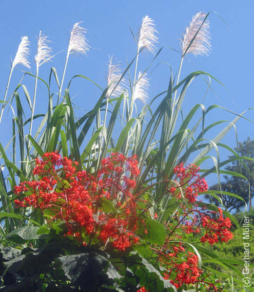 CapVerde_2003_0218