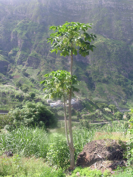 CapVerde_2003_0222