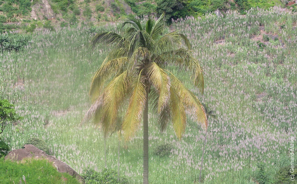 CapVerde_2003_0227