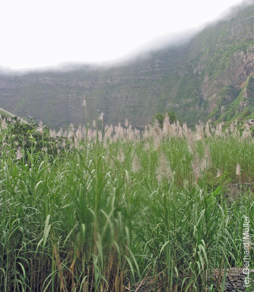 CapVerde_2003_0228