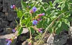 CapVerde_2003_0170