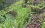 CapVerde_2003_0185