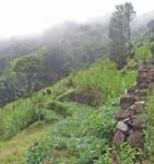 CapVerde_2003_0186