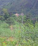 CapVerde_2003_0187